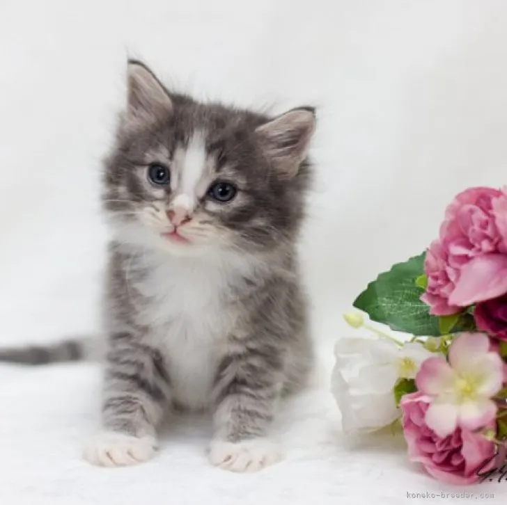 稲葉 様のお迎えした子猫