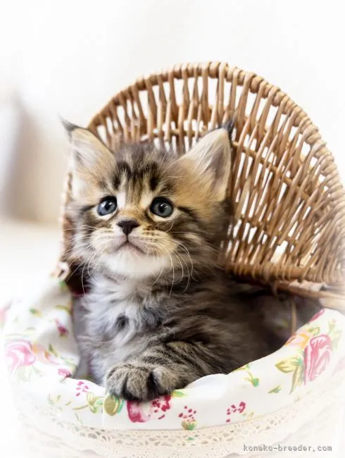 M.M 様のお迎えした子猫