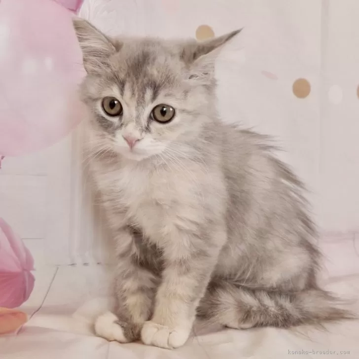 スコティッシュフォールド(立ち耳)【東京都・女の子・2024年4月27日・ブルートーティー】の写真1「大きな瞳が人を惹きつけます。」