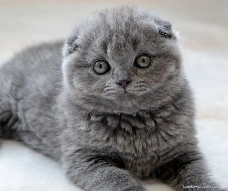 Kyamamo77 様のお迎えした子猫