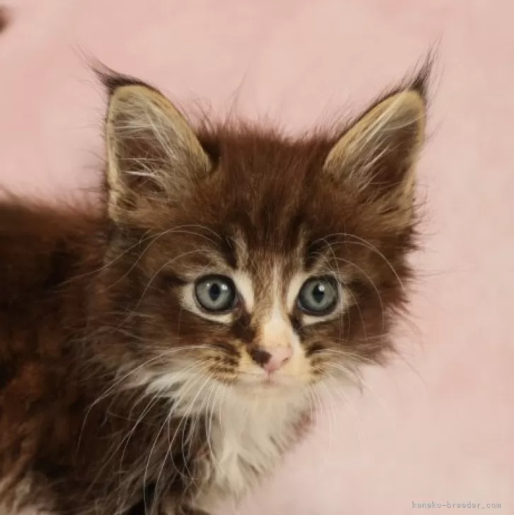 ID：2411-01751の子猫