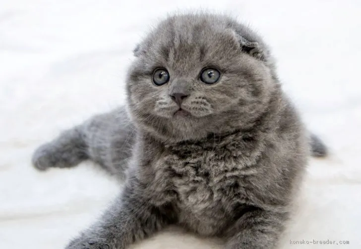 ID：2009-01417の子猫