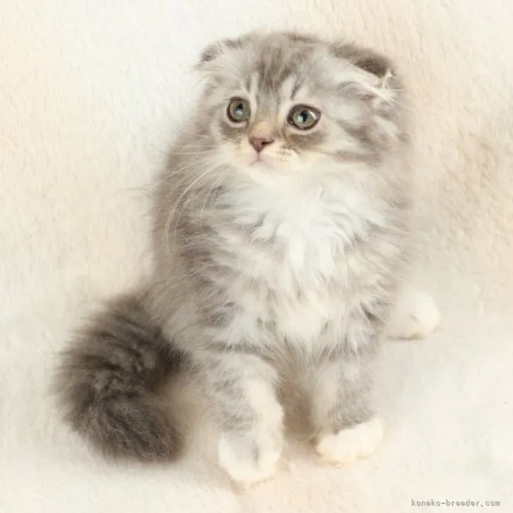 ID：2307-00157の子猫