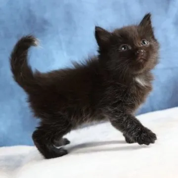 ノルウェージャンフォレストキャット【東京都・男の子・2023年9