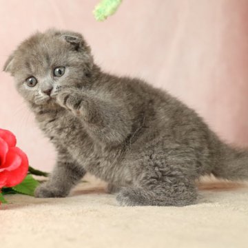 スコティッシュフォールド【東京都・男の子・2024年4月16日・ブルー（美しくやわらかい被毛です）】の写真「お目々もお顔もまん丸の可愛い男の子です」