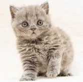 ブリティッシュショートヘア【東京都・男の子・2022年7月17日・ブルー】の写真1「パパ猫のクリームを受け継ぎ、輝くようなブルーの被毛の男の子です。」