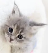 メインクーン【東京都・女の子・2020年12月4日・ブルークラシックトービー】の写真1「ピンと立ったお耳、大きな瞳は、美しく成長した子猫の将来を約束しています。」