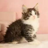 ノルウェージャンフォレストキャット【東京都・男の子・2023年9月21日・ブラウンマッカレルタビー&ホワイト】の写真1「タビー柄がとても綺麗な男の子です。」