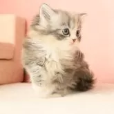 スコティッシュフォールド(立ち耳)【東京都・女の子・2023年11月7日・ブルートーティ】の写真2「胸元の被毛はふんわりと綿毛のようです。」