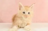メインクーン【東京都・男の子・2023年9月20日・】の写真2「大きく立ち上がった耳。飾り毛が見事です。」