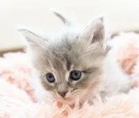 メインクーン【東京都・女の子・2020年12月4日・ブルークラシックトービー】の写真4「おもちゃを追いかける目が魅力的です。」