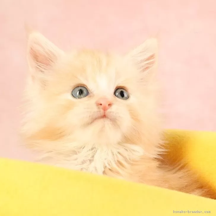 ID:2504-02798の子猫