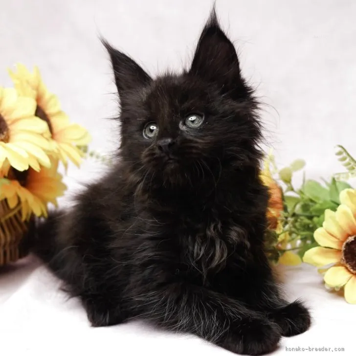 ID：2607-01622の子猫