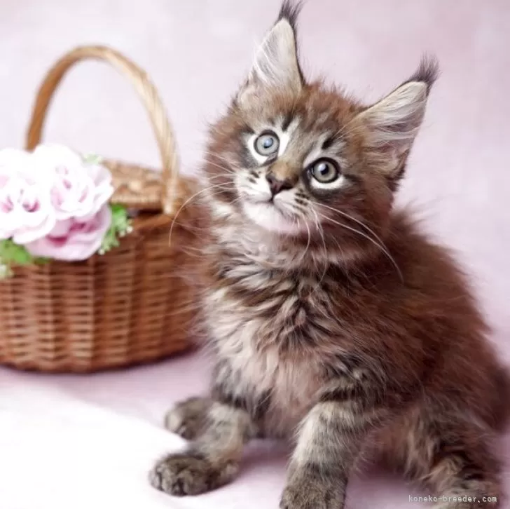 ID：2507-02208の子猫