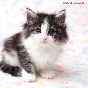 ノルウェージャンフォレストキャット【東京都・女の子・2025年10月22日・ブラック&ホワイト（フワフワの手触りです。）】の写真「アーモンドアイの可愛い女の子です。」