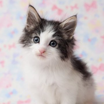 ノルウェージャンフォレストキャット【東京都・男の子・2025年10月22日・ブラック&ホワイト（フワフワの手触りです。）】の写真「ハチワレの可愛い男の子です。」