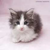 ノルウェージャンフォレストキャット