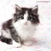 ノルウェージャンフォレストキャット