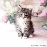 ノルウェージャンフォレストキャット