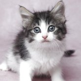 ノルウェージャンフォレストキャット