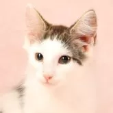 ノルウェージャンフォレストキャット