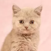 ブリティッシュショートヘア
