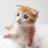 スコティッシュフォールド(折れ耳)