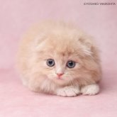 スコティッシュフォールド(折れ耳)