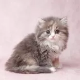 スコティッシュフォールド(立ち耳)【東京都・女の子・2025年10月23日・ダイリュートキャリコ(三毛)】の写真7