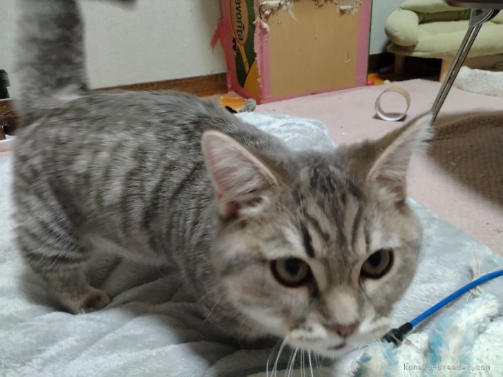 マンチカン【・男の子・2024年10月7日・ブルータビー】