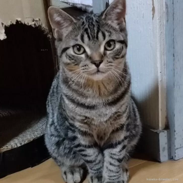 ID：2404-00802の子猫