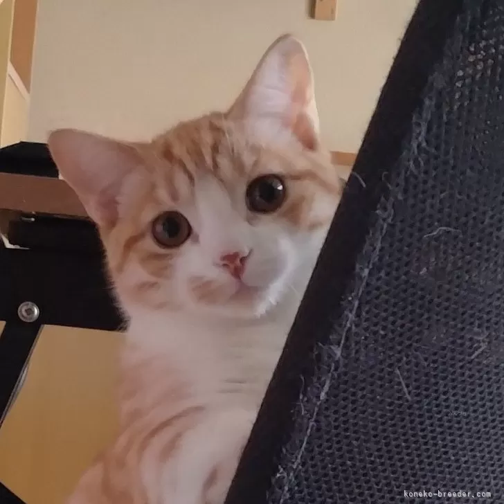 ID：2406-02443の子猫