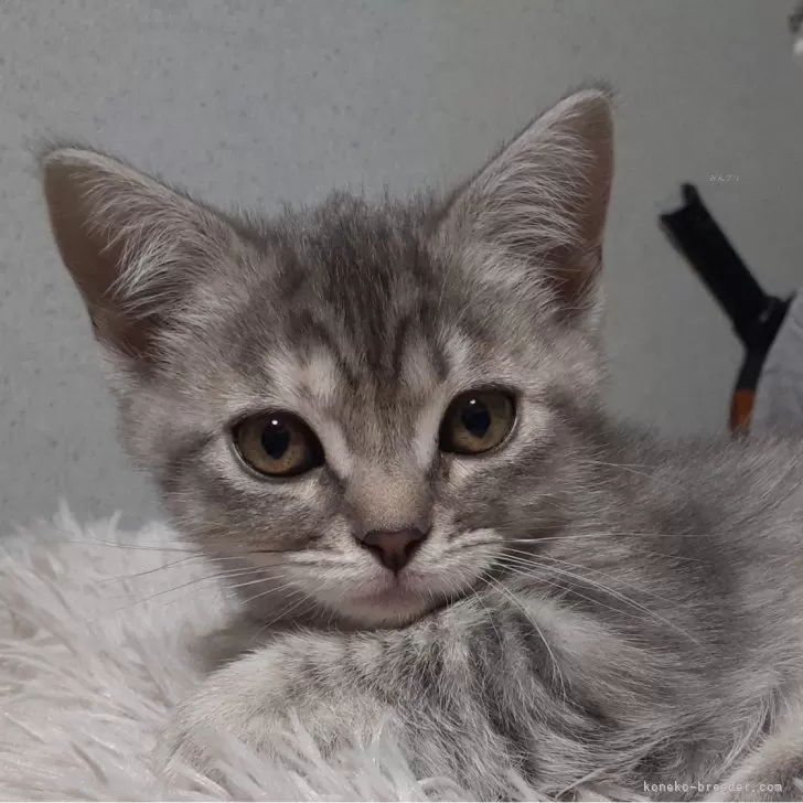 ID：2312-02084の子猫