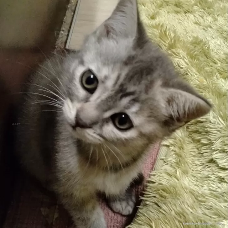 ID:2404-00256の子猫