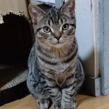 マンチカン(長足)【栃木県・男の子・2024年1月26日・ブラウンタビー（短毛）】の写真「ママ譲りのキレイなブラウンタビーのおしゃべり君💖」