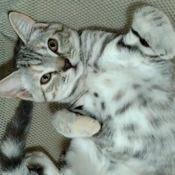 マンチカン【栃木県・女の子・2024年6月1日・シルバータビー（短毛）】の写真「シルバーパッチドタビーの可愛い子です💖」