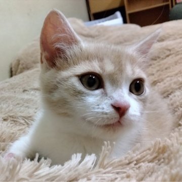 マンチカン【栃木県・女の子・2024年2月3日・クリームタビー&ホワイト（短毛）】の写真「ママ似の可愛い極短足ちゃん💖」