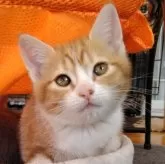 マンチカン(長足)【栃木県・女の子・2024年9月27日・レッドタビー&ホワイト】の写真1