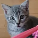 マンチカン(長足)【栃木県・男の子・2024年10月8日・ブルータビー】の写真1