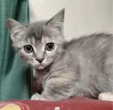 マンチカン(短足)【栃木県・女の子・2024年2月27日・ブルータビー】の写真3