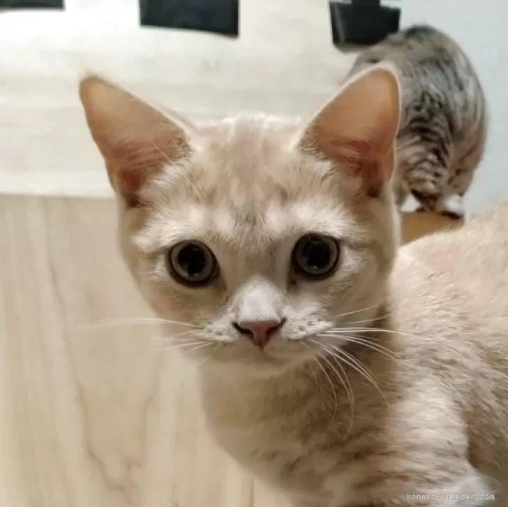 K.K 様のお迎えした子猫