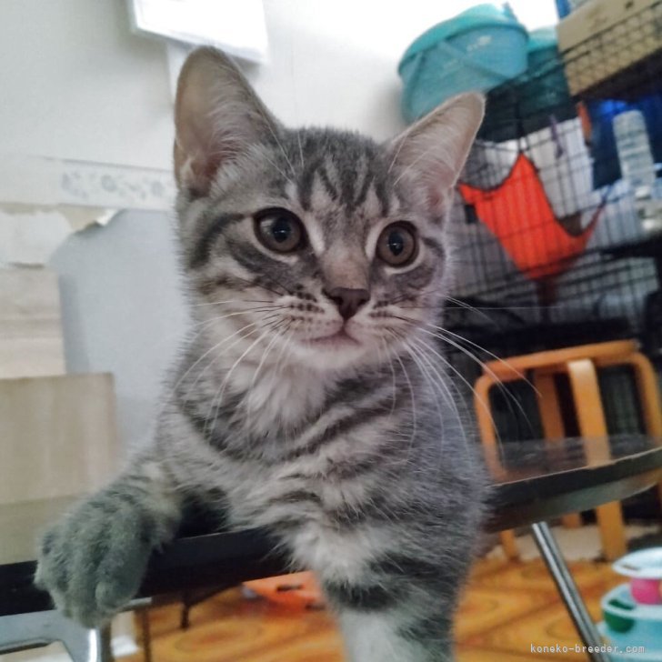 ブリーダー画像