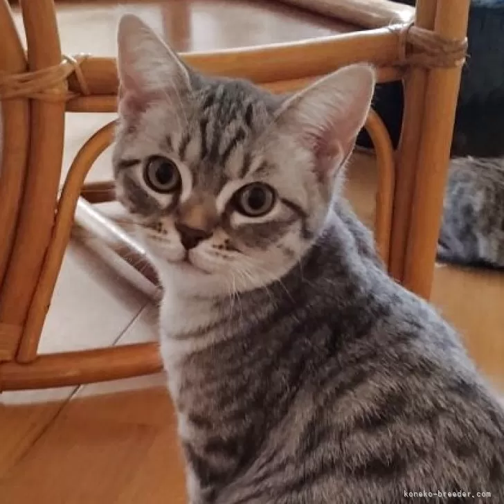 ID：2504-00186の子猫