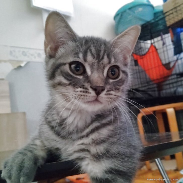 ブリーダー画像