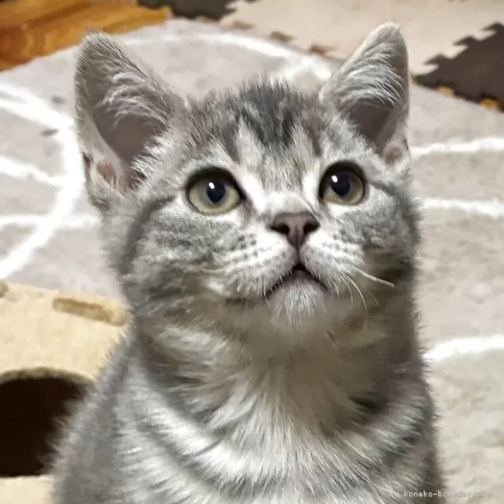 C.K 様のお迎えした子猫