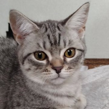 マンチカン(長足)【栃木県・男の子・2025年2月2日・ブルータビー（短毛）】の写真「綺麗なブルーの縞々くん💖」