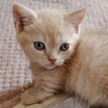 マンチカン(短足)【栃木県・男の子・2025年3月10日・クリームタビー（短毛）】の写真「パパ似の淡いクリームの短足くん💖」