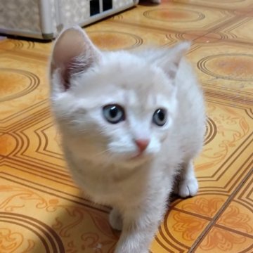 マンチカン(長足)【栃木県・女の子・2024年12月12日・クリームタビー（短毛）】の写真「少し困り顔の可愛い子ちゃん💖」