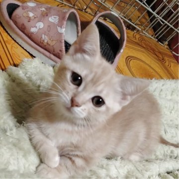 マンチカン【栃木県・男の子・2025年6月18日・クリームタビー（短毛）】の写真「クリームのクラッシックタビーの困り顔くん🎵」