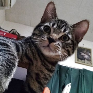 マンチカン【栃木県・男の子・2025年5月12日・ブラウンタビー（短毛）】の写真「くっきりお顔のイケメンくん💖」